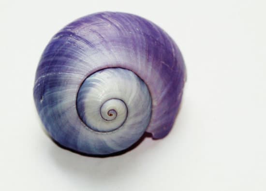snail047