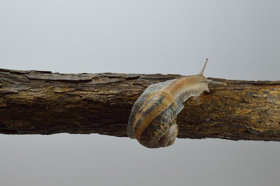 snail057