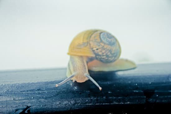 snail058