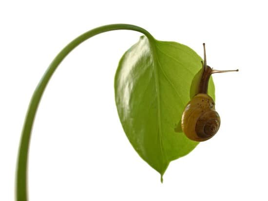 Do snails eat algae wafers? - JacAnswers