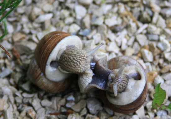 snail060