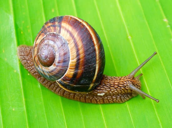 snail062