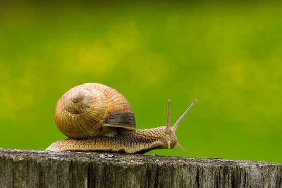 snail064
