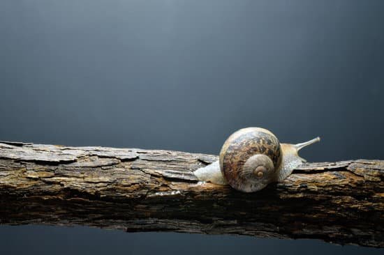 snail069