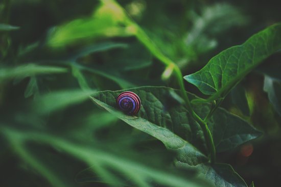 snail071