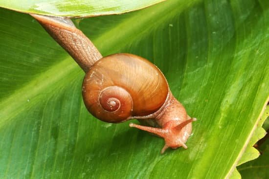 snail081