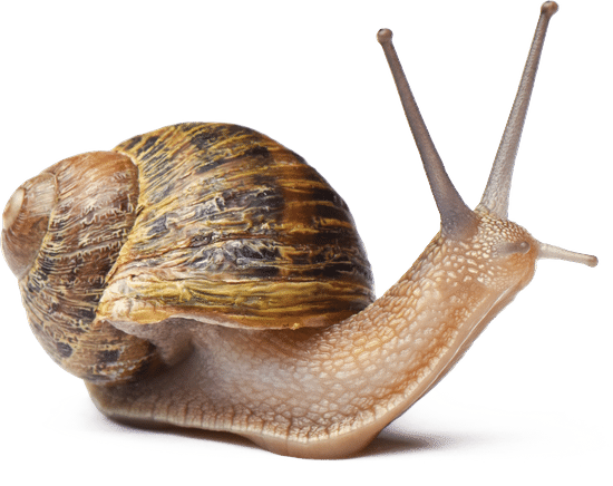 snail082
