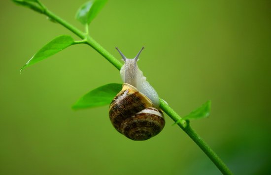 snail083