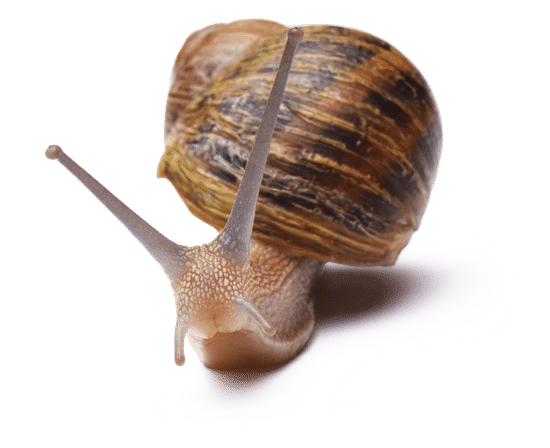 snail087