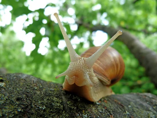 snail089