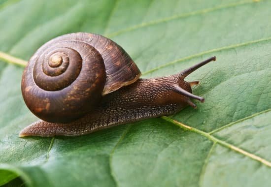 snail096