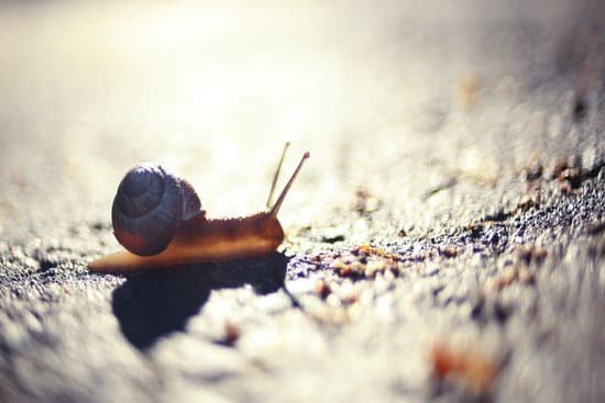 snail099