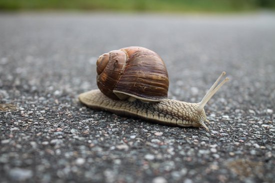 snail100