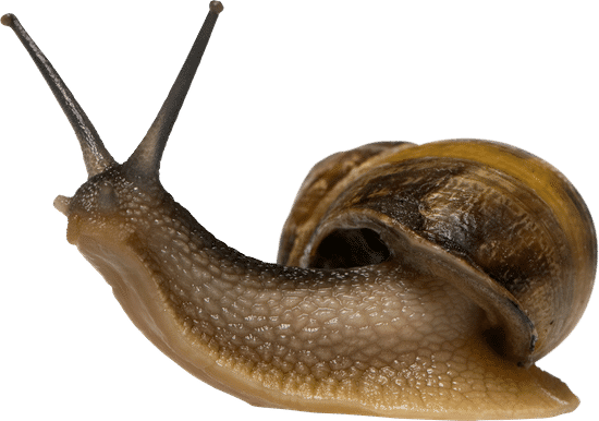 snail104
