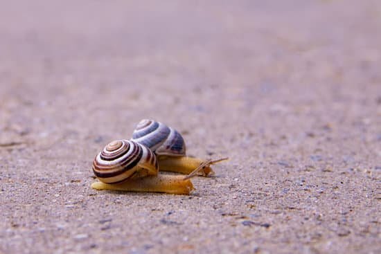 snail105