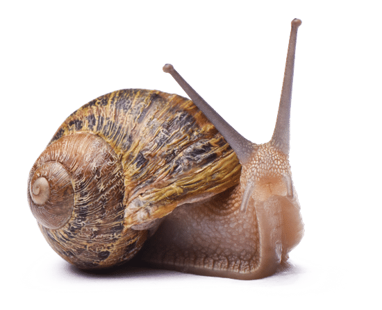 snail107