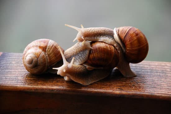snail111
