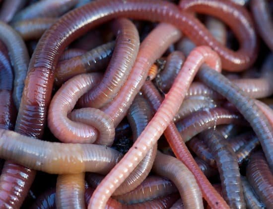 What type of worms are sold at walmart? - JacAnswers