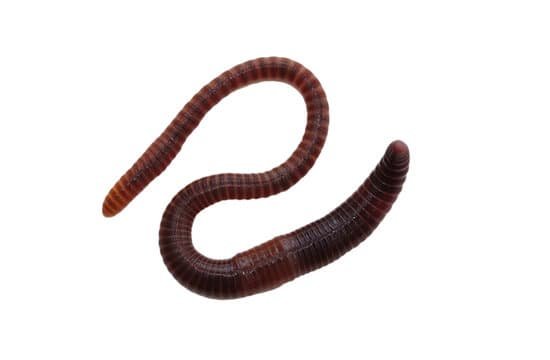 worm26