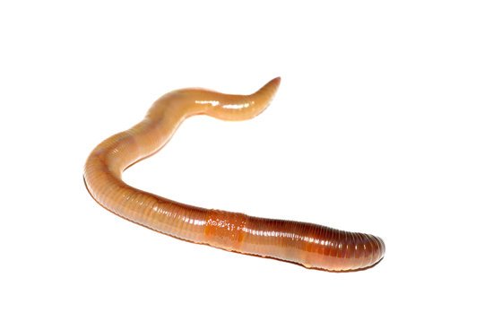 worm43